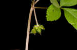 Dwarf ginseng